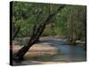 Early Morning Light on Bull Creek, Missouri, USA-Gayle Harper-Stretched Canvas