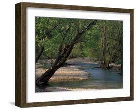 Early Morning Light on Bull Creek, Missouri, USA-Gayle Harper-Framed Premium Photographic Print