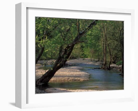 Early Morning Light on Bull Creek, Missouri, USA-Gayle Harper-Framed Premium Photographic Print