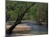 Early Morning Light on Bull Creek, Missouri, USA-Gayle Harper-Mounted Premium Photographic Print