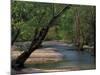 Early Morning Light on Bull Creek, Missouri, USA-Gayle Harper-Mounted Photographic Print