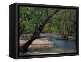 Early Morning Light on Bull Creek, Missouri, USA-Gayle Harper-Framed Stretched Canvas