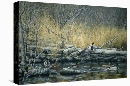 Early Morning Mallards-Jeff Tift-Stretched Canvas