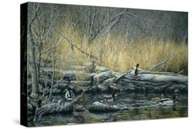Early Morning Mallards-Jeff Tift-Stretched Canvas