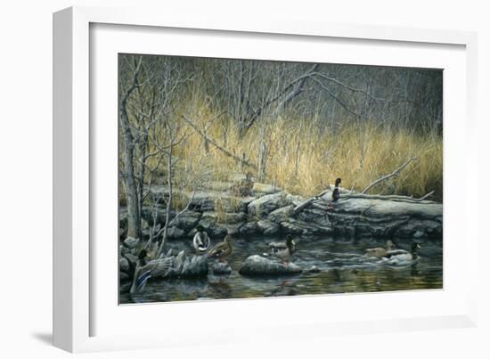 Early Morning Mallards-Jeff Tift-Framed Giclee Print