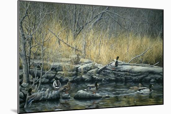 Early Morning Mallards-Jeff Tift-Mounted Giclee Print