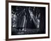 Early Morning Mist and Trees in Sao Paulo's Ibirapuera Park-Alex Saberi-Framed Photographic Print