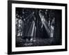 Early Morning Mist and Trees in Sao Paulo's Ibirapuera Park-Alex Saberi-Framed Photographic Print