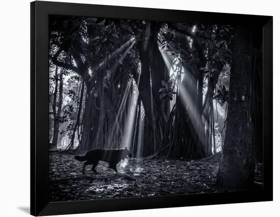 Early Morning Mist and Trees in Sao Paulo's Ibirapuera Park-Alex Saberi-Framed Photographic Print