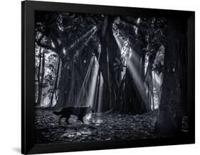 Early Morning Mist and Trees in Sao Paulo's Ibirapuera Park-Alex Saberi-Framed Photographic Print