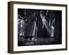 Early Morning Mist and Trees in Sao Paulo's Ibirapuera Park-Alex Saberi-Framed Photographic Print