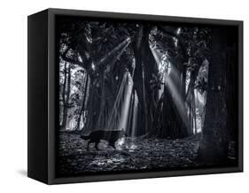 Early Morning Mist and Trees in Sao Paulo's Ibirapuera Park-Alex Saberi-Framed Stretched Canvas