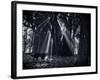 Early Morning Mist and Trees in Sao Paulo's Ibirapuera Park-Alex Saberi-Framed Photographic Print