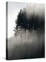 Early Morning Mist and Trees, State Highway 4 near Wanganui, North Island, New Zealand-David Wall-Stretched Canvas