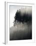 Early Morning Mist and Trees, State Highway 4 near Wanganui, North Island, New Zealand-David Wall-Framed Photographic Print