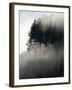 Early Morning Mist and Trees, State Highway 4 near Wanganui, North Island, New Zealand-David Wall-Framed Photographic Print