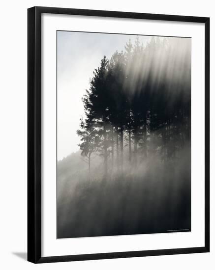 Early Morning Mist and Trees, State Highway 4 near Wanganui, North Island, New Zealand-David Wall-Framed Photographic Print