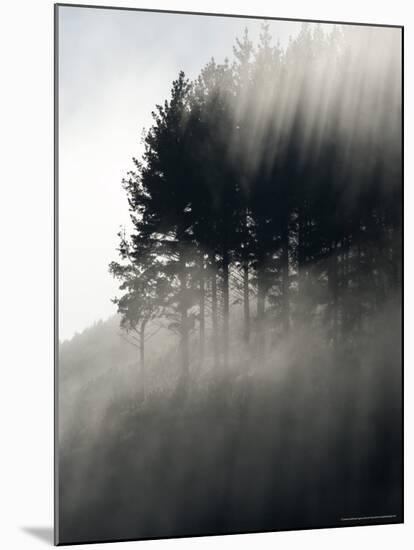 Early Morning Mist and Trees, State Highway 4 near Wanganui, North Island, New Zealand-David Wall-Mounted Photographic Print