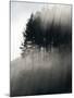 Early Morning Mist and Trees, State Highway 4 near Wanganui, North Island, New Zealand-David Wall-Mounted Photographic Print