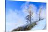 Early Morning mist around trees. Yellowstone National Park. Wyoming.-Tom Norring-Stretched Canvas