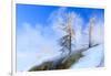 Early Morning mist around trees. Yellowstone National Park. Wyoming.-Tom Norring-Framed Photographic Print