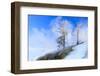 Early Morning mist around trees. Yellowstone National Park. Wyoming.-Tom Norring-Framed Photographic Print