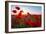 Early Morning Red Poppy Field Scene-Yuriy Kulik-Framed Photographic Print