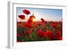 Early Morning Red Poppy Field Scene-Yuriy Kulik-Framed Photographic Print