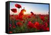 Early Morning Red Poppy Field Scene-Yuriy Kulik-Framed Stretched Canvas