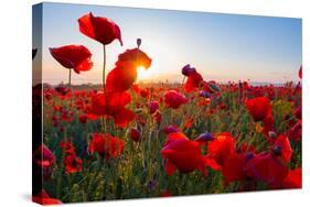 Early Morning Red Poppy Field Scene-Yuriy Kulik-Stretched Canvas