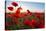 Early Morning Red Poppy Field Scene-Yuriy Kulik-Stretched Canvas