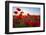 Early Morning Red Poppy Field Scene-Yuriy Kulik-Framed Photographic Print