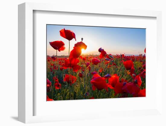 Early Morning Red Poppy Field Scene-Yuriy Kulik-Framed Photographic Print