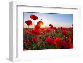 Early Morning Red Poppy Field Scene-Yuriy Kulik-Framed Photographic Print