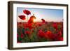 Early Morning Red Poppy Field Scene-Yuriy Kulik-Framed Photographic Print