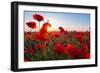 Early Morning Red Poppy Field Scene-Yuriy Kulik-Framed Photographic Print