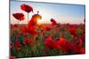 Early Morning Red Poppy Field Scene-Yuriy Kulik-Mounted Photographic Print