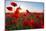 Early Morning Red Poppy Field Scene-Yuriy Kulik-Mounted Photographic Print