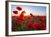 Early Morning Red Poppy Field Scene-Yuriy Kulik-Framed Photographic Print