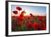 Early Morning Red Poppy Field Scene-Yuriy Kulik-Framed Photographic Print