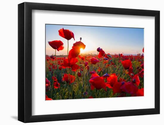 Early Morning Red Poppy Field Scene-Yuriy Kulik-Framed Premium Photographic Print
