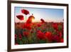 Early Morning Red Poppy Field Scene-Yuriy Kulik-Framed Photographic Print