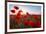 Early Morning Red Poppy Field Scene-Yuriy Kulik-Framed Photographic Print