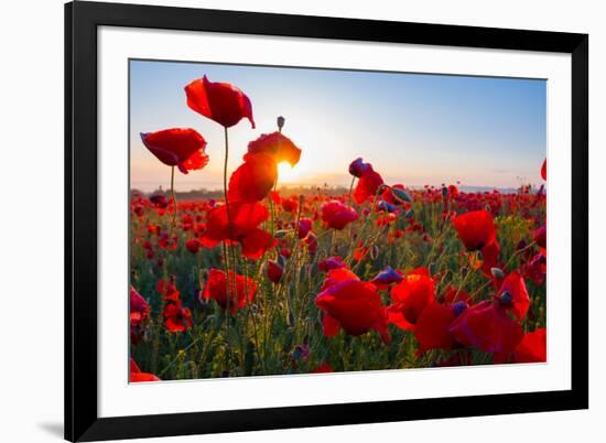 Early Morning Red Poppy Field Scene-Yuriy Kulik-Framed Photographic Print