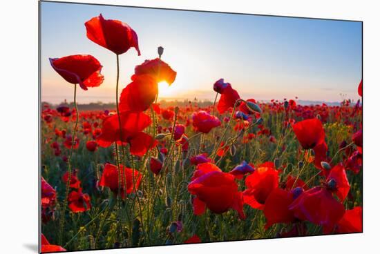 Early Morning Red Poppy Field Scene-Yuriy Kulik-Mounted Photographic Print