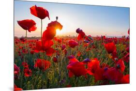 Early Morning Red Poppy Field Scene-Yuriy Kulik-Mounted Photographic Print