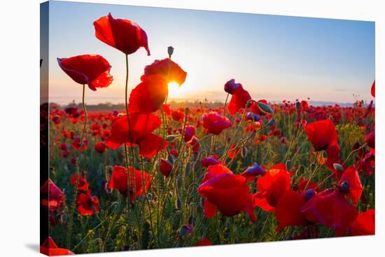 Early Morning Red Poppy Field Scene-Yuriy Kulik-Stretched Canvas