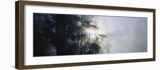 Early Morning Sunlight Falling on Fog Shrouded Forest, Redwood National Park, California, USA-Paul Souders-Framed Photographic Print