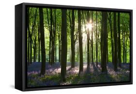 Early Morning Sunlight in West Woods Bluebell Woodland, Lockeridge, Wiltshire, England. Spring-Adam Burton-Framed Stretched Canvas