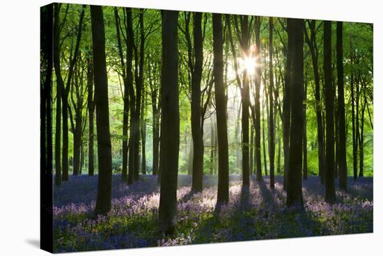 Early Morning Sunlight in West Woods Bluebell Woodland, Lockeridge, Wiltshire, England. Spring-Adam Burton-Stretched Canvas